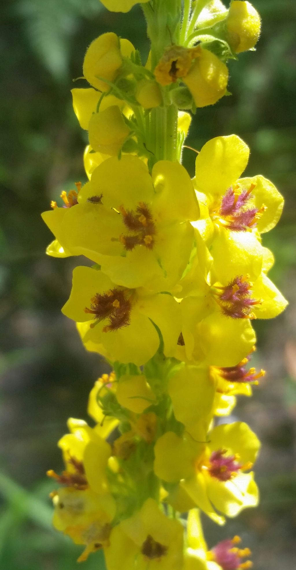 Verbascum nigrum?